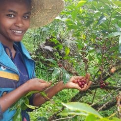 Koffie plukken
